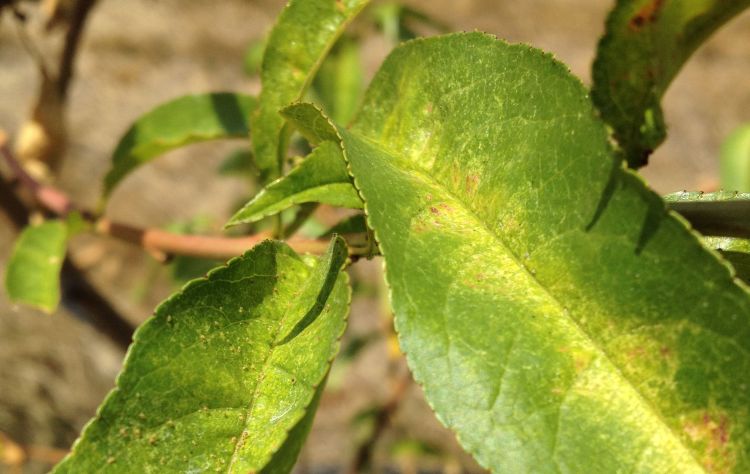 Mite feeding injury on peach leaves
