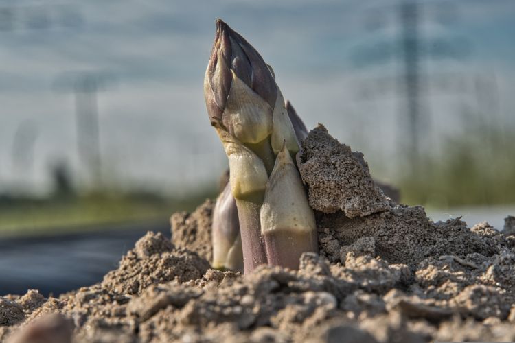 Asparagus emerging from the ground.