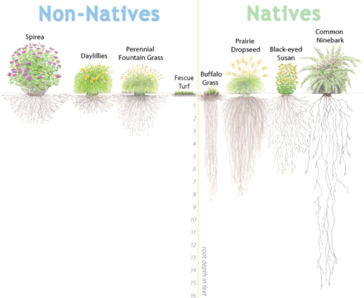 This diagram shows the difference in root length between native vs non-native plants.
