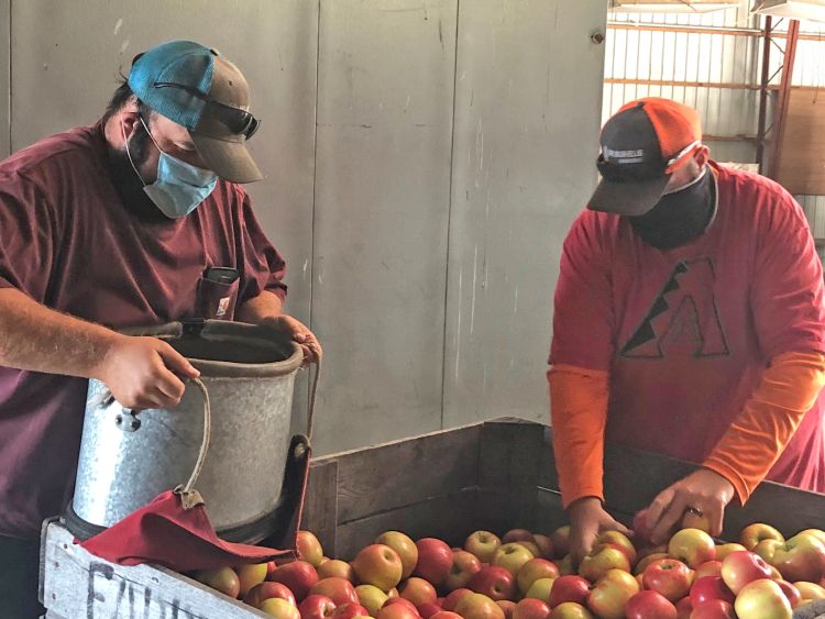 Farm workers sorting through apples