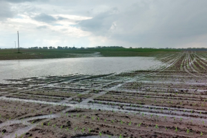 Heavy rainfall impact on applied nitrogen discussed on June 11 Field Crops Virtual Breakfast