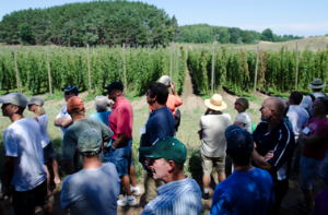 MSU to Host 9th Annual Hop Field Day and Tour