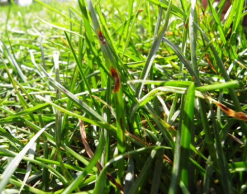  leaf spot 4.jpg 