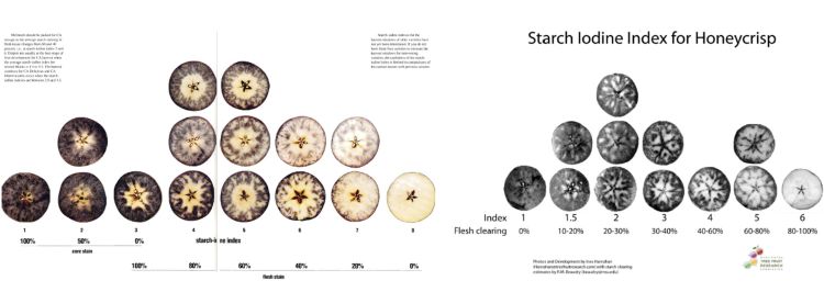 New starch charts for evaluating the maturity of apple varieties in  Michigan - Apples