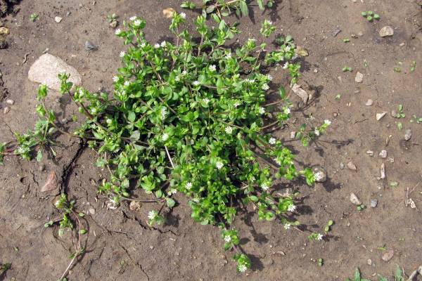 Common chickweed - Stellaria media (L.) Vill. - Plant & Pest Diagnostics