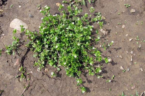 Common chickweed plant