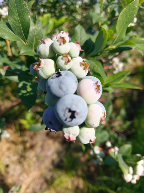Ripening Bluecrop berries in Covert, MI.