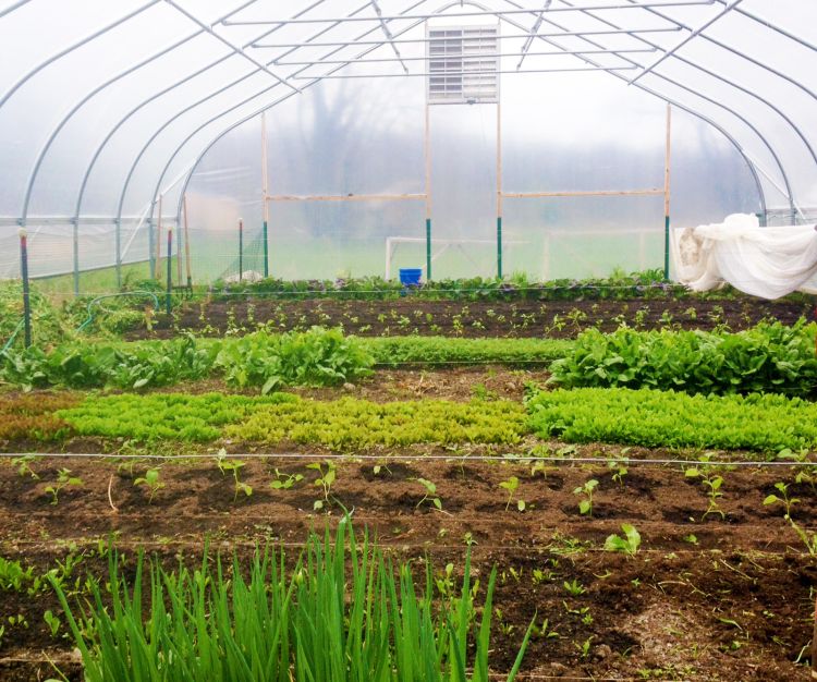 The indoor growing season is underway via season extension growing practices in urban and rural hoop houses, with early harvest greens going to market.