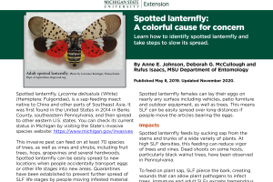 Spotted Lanternfly:  A Colorful Cause for Concern