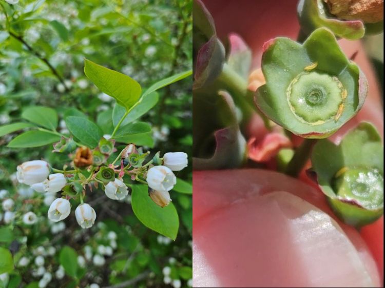 Two photos combined into one. The photo on the left shows blueberry flowers with brown corollas on the affected fruitlets caused by thrips feeding. The photo on the right shows thrips feeding on the calyx of unpollinated fruitlets.