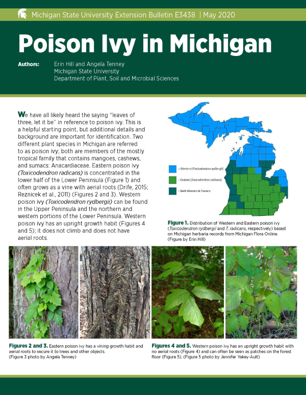 Poison Ivy Plants: How to Identify and Control Poison Ivy