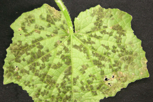 Downy mildew confirmed on cucumbers in four Michigan counties