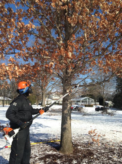 Individual pruning oak tree.
