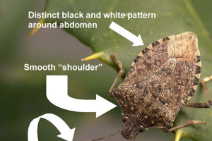 Michigan brown marmorated stink bug report for Aug. 1, 2017