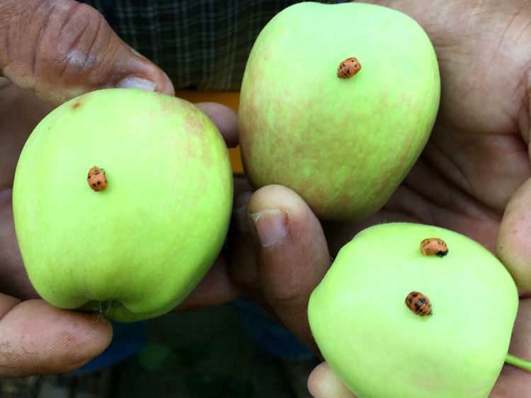 Lady bug pupae on apples. Photo: Steve Thome.