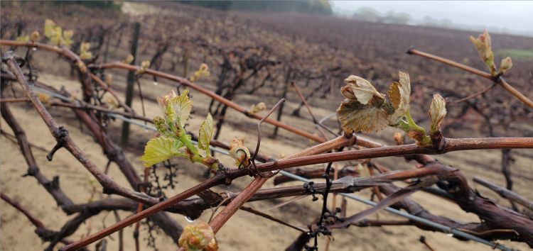 Niagara grapes.