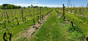 Michigan grape scouting report – May 18, 2022