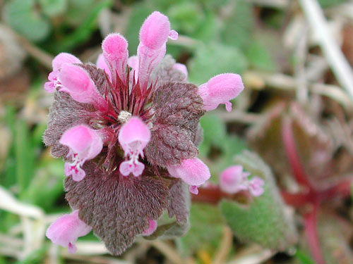  Purple Deadnettle4.jpg 