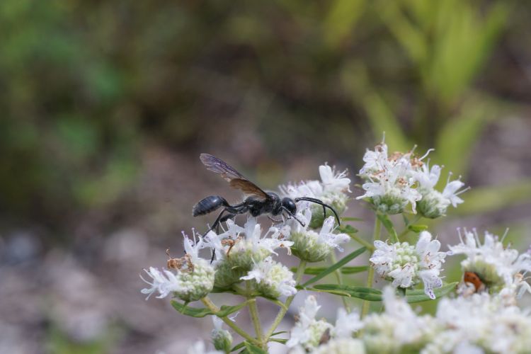 A grass-carrying wasp drinking nectar from flowers.