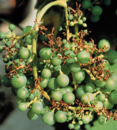  Infect flower clusters dry up. 