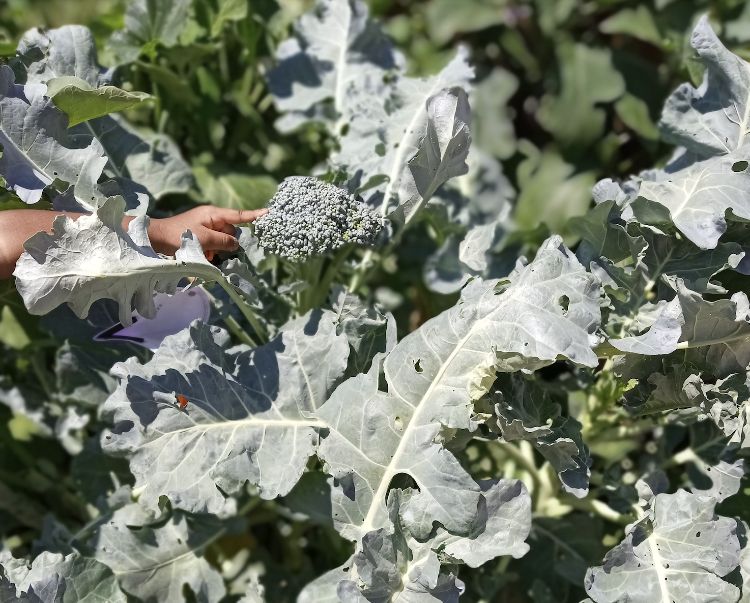 The hand of a student at an early care and education center reaches out to touch a broccoli plant growing in the school garden.