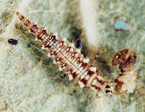  Larva has a tapered abdomen and large mandibles. 