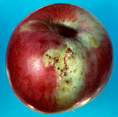  Late-season fruit feeding causes small pits in the surface. 