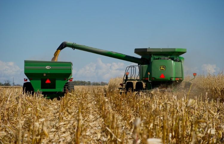 Corn harvest