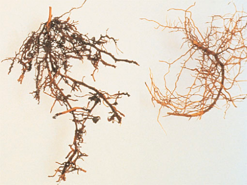 Left, roots with black discoloration caused by dagger nematode. Right, healthy roots.