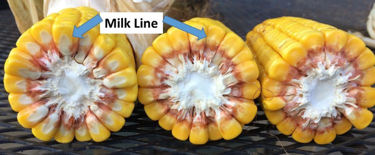 Corn cut open with arrows pointing to the milk line.
