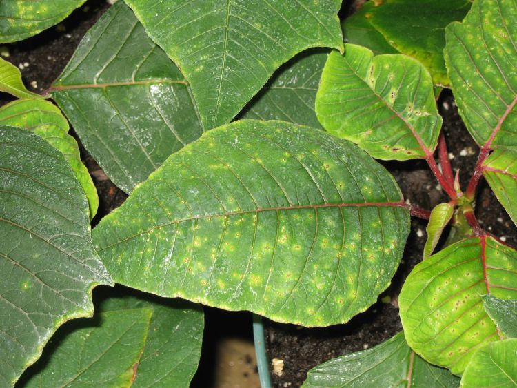 Phytotoxicity on a poinsettia leaf. Notice the uniform speckling from a fungicide spray. Photo credit: Erik Runkle, MSU