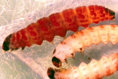 Young larvae are yellowish with a dark brown head and turn more reddish in the final instar. 