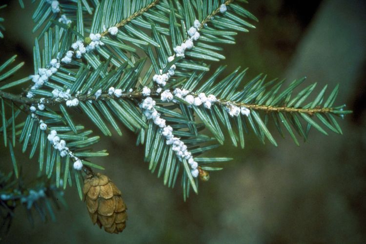 Adelges tsugae Annand Common Name: hemlock woolly adelgid. Photo courtesy of Connecticut Agricultural Experiment Station Archive, Connecticut Agricultural Experiment Station / © Bugwood.org
