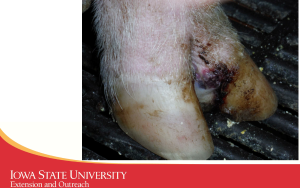 Seneca Valley Virus in swine