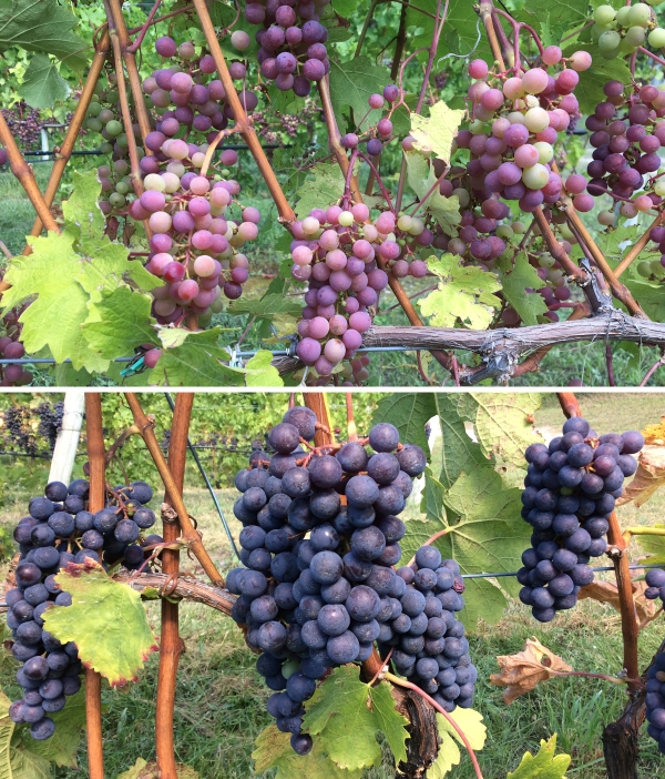 Northwest Michigan wine grape report — Sept. 20, 2017 MSU Extension