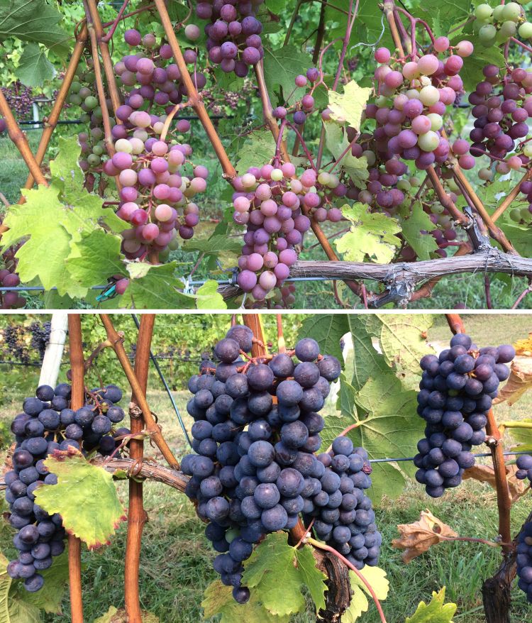 Cabernet franc grape clusters proceeding through veraison from Sept. 8, 2017 (top) through Sept. 18, 2017, (bottom) in the south Old Mission Peninsula region in northwest Lower Michigan. Photo by Thomas Todaro, MSU Extension.