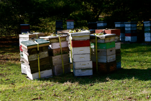 Transferring and placing honey bees this spring