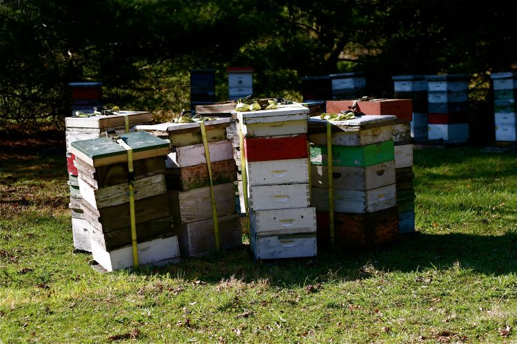 An apiary utilizing color combinations and unique hive orientations to reduce worker bees from drifting to the wrong colony. It is preferable to raise hives up off of the ground. Photo credit: Susy Morris, Flickr Creative Commons