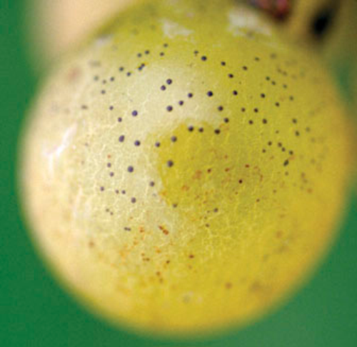Flyspeck Integrated Pest Management