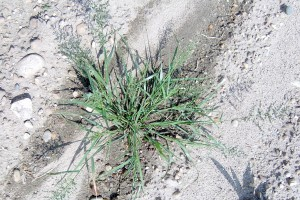 Stinkgrass – Eragrostis cilianensis