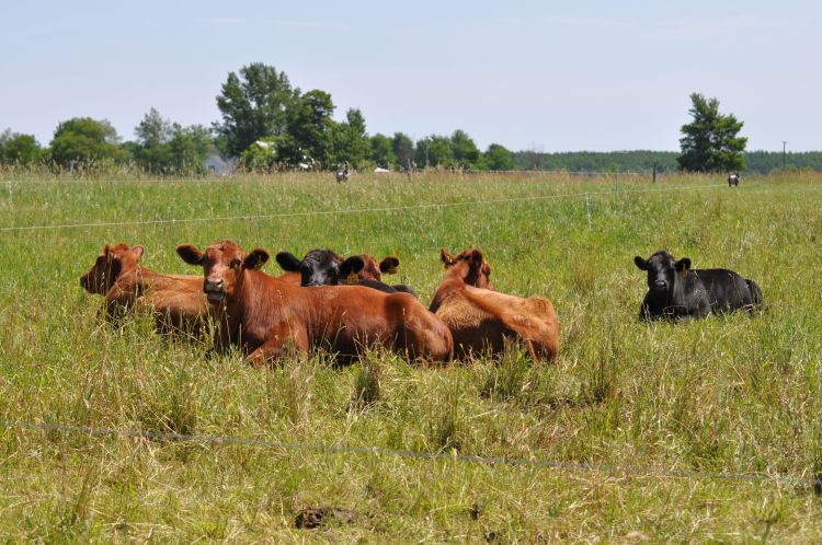Beef cattle in a pasture