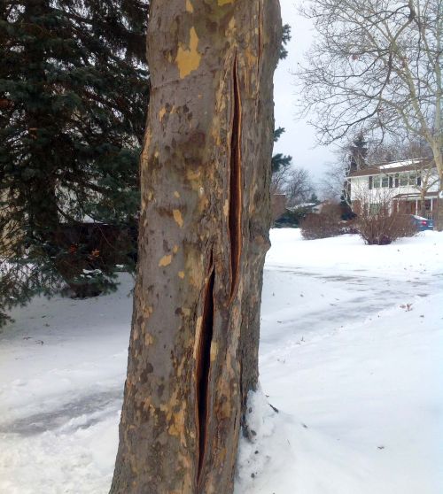 Frost cracks in a tree. Photo credit: Bob Bricault, MSU Extension