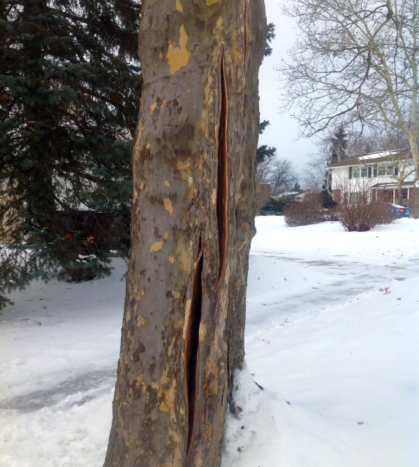 Frost Cracks In Trees Msu Extension
