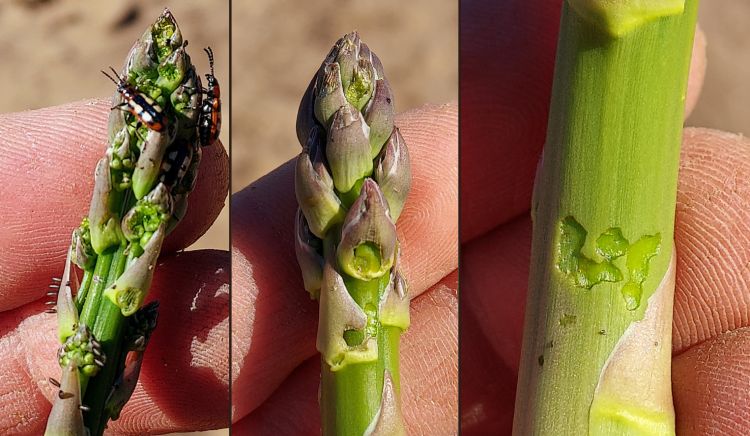 Asparagus beetle feeding damage on asparagus.