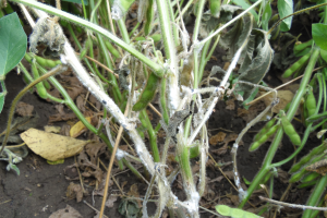 Field Crops Virtual Breakfast on June 9 will feature white mold management in soybeans
