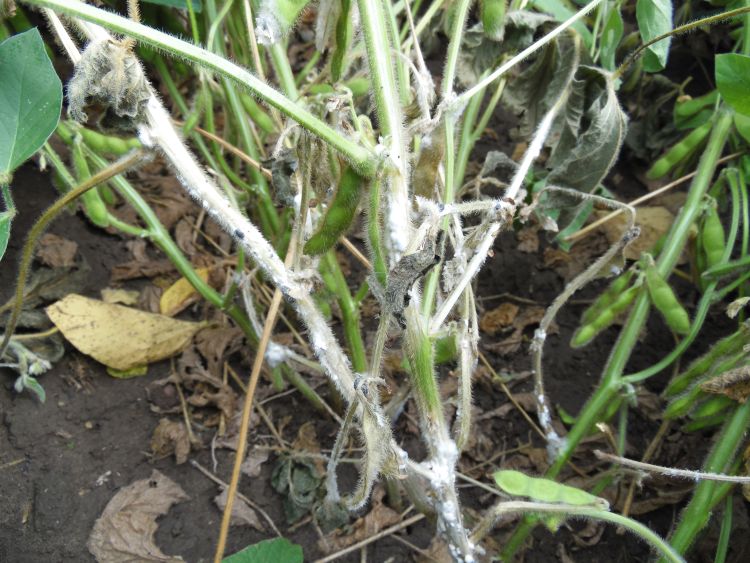 Soybean plant infested with white mold.