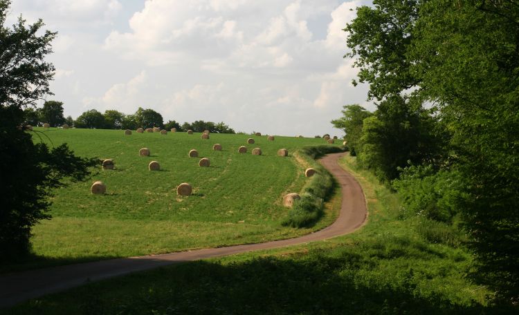 Hay field