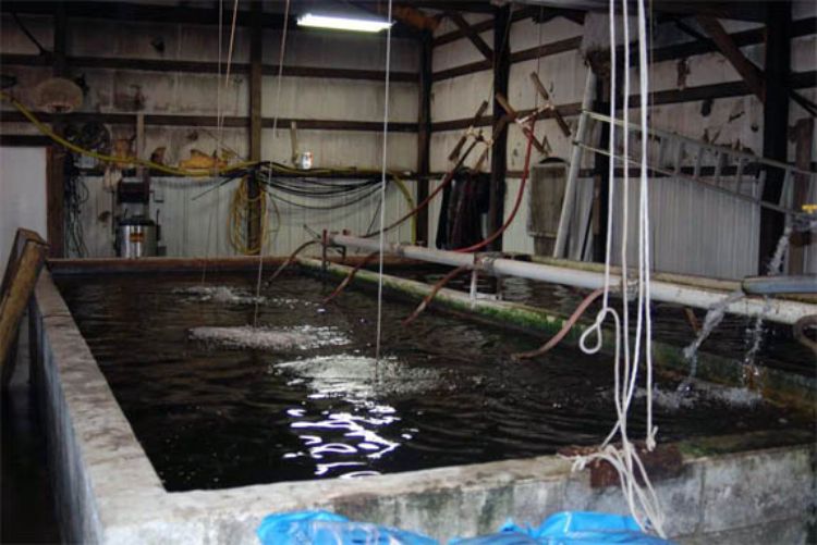 Baitfish holding tank at a baitfish farm. Photo credit: Michigan Sea Grant