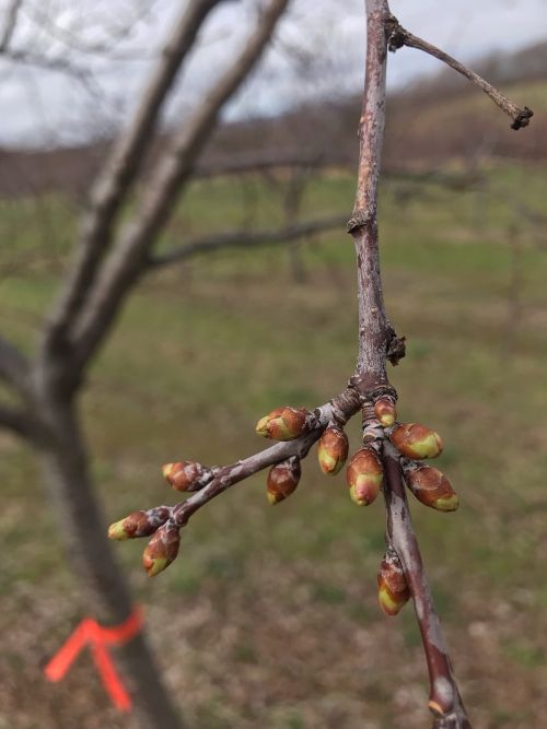 Close up of cherry buds on a tree.