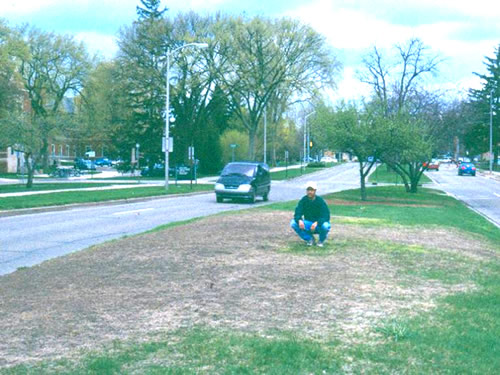 Man squatting over grass damaged by European Chafers 